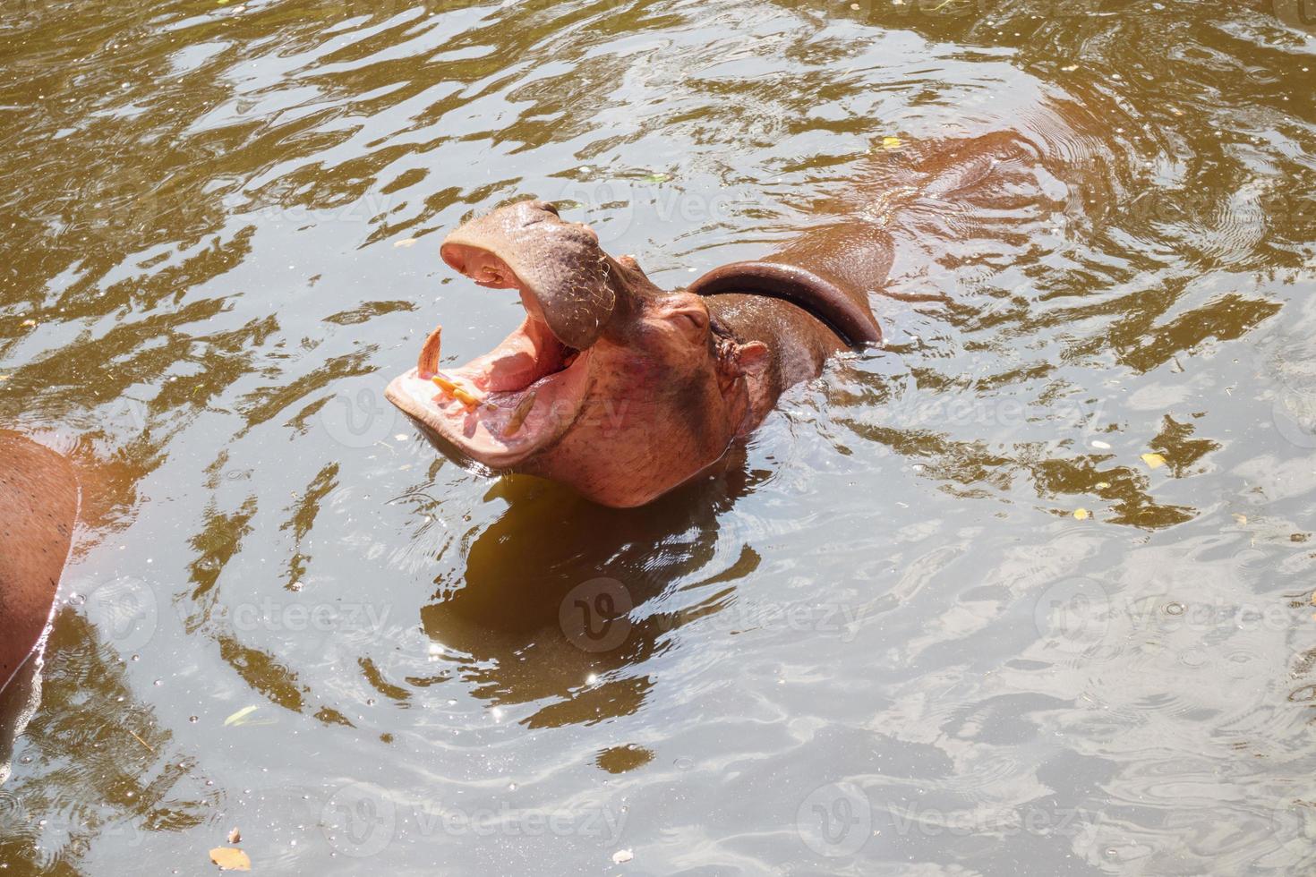 common hippopotamus Hippopotamus amphibius close up photo