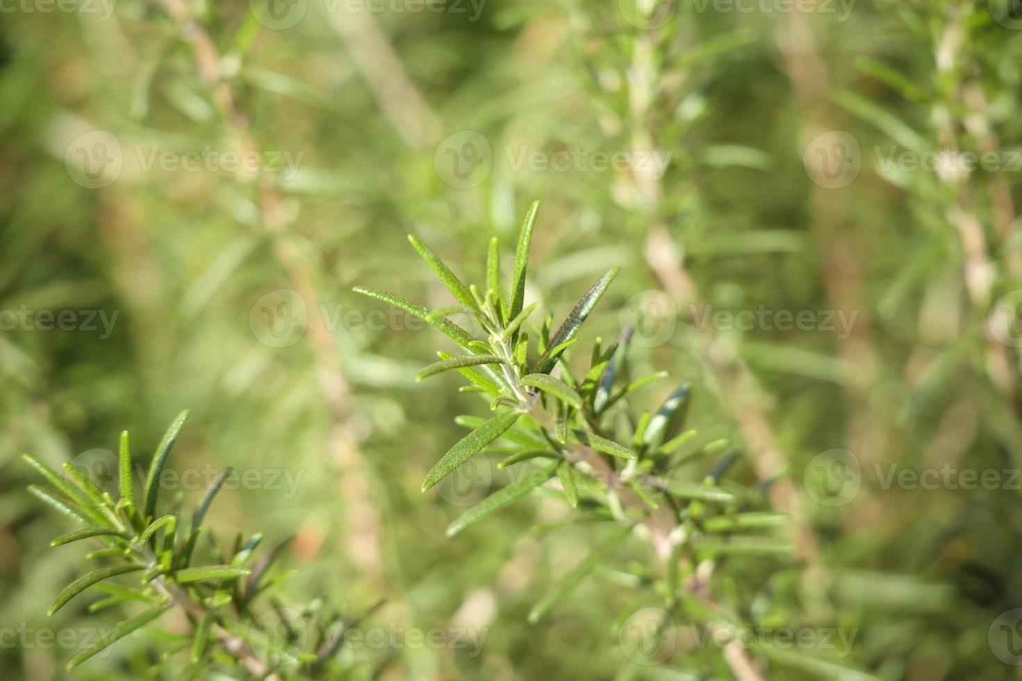 Rosemary plant herb in the garden photo