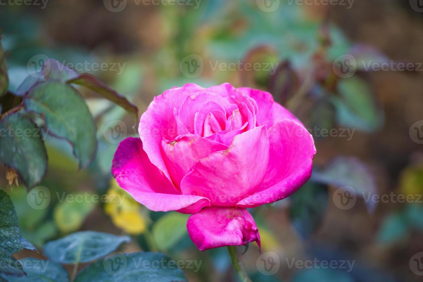 Beautiful pink roses flower in the garden photo