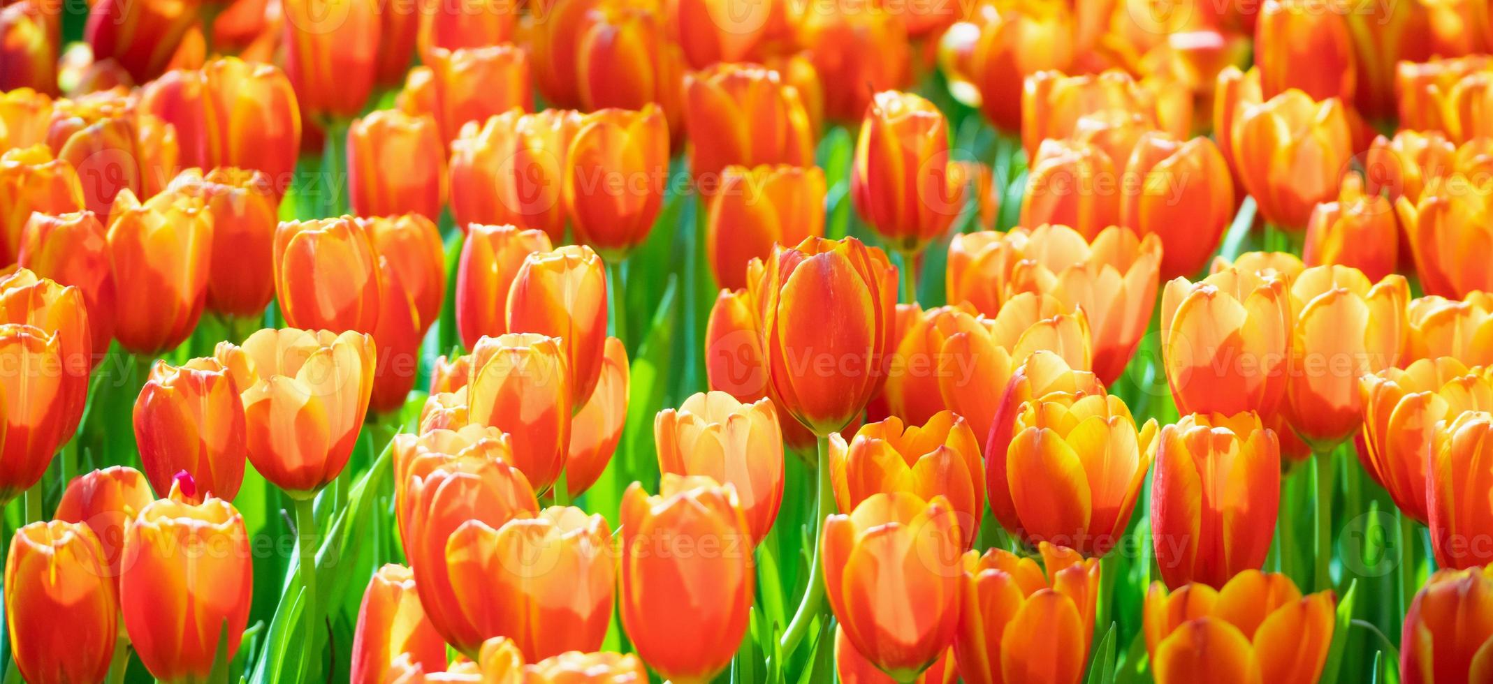 Fresh colorful tulips flower bloom in the garden photo