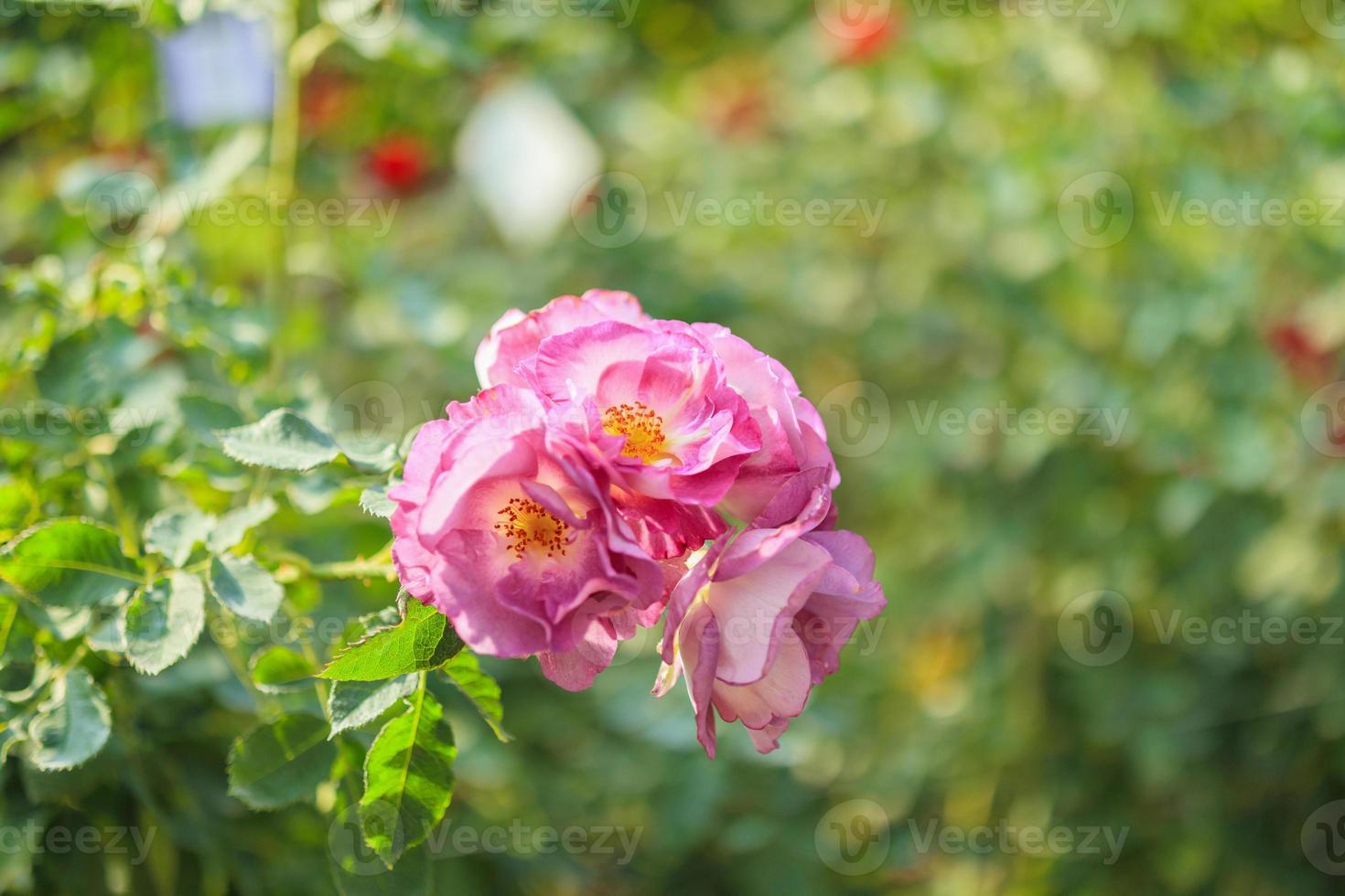 Beautiful wild roses flower in the garden photo