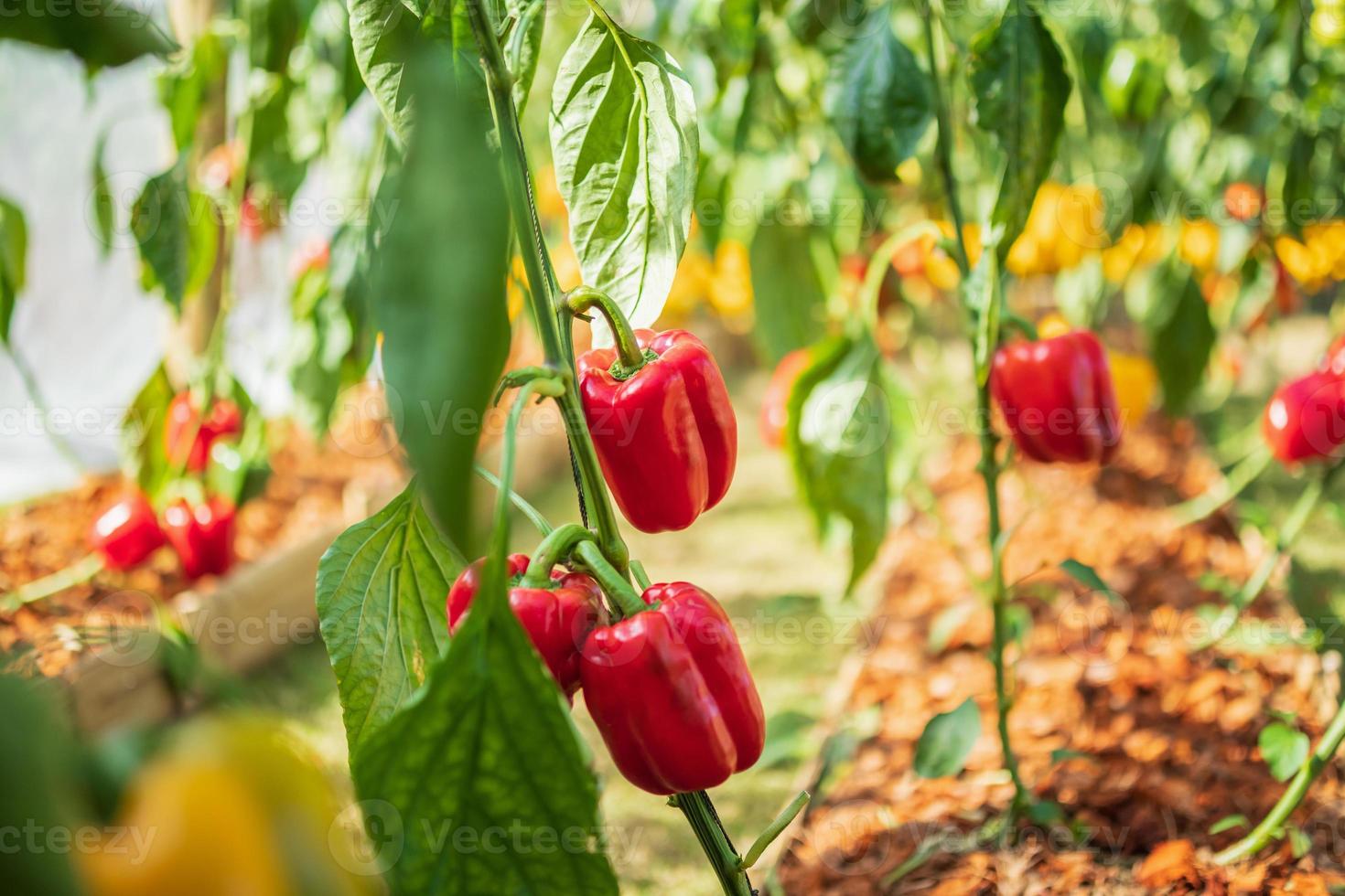 Red bell pepper plant growing in organic garden photo
