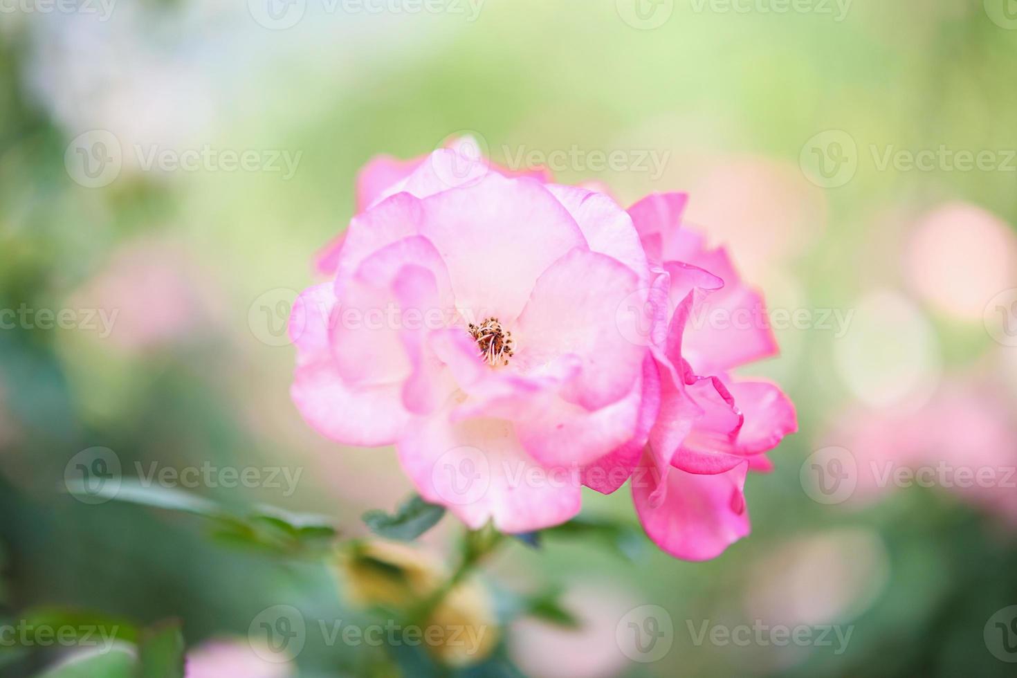 Beautiful pink roses flower in the garden photo