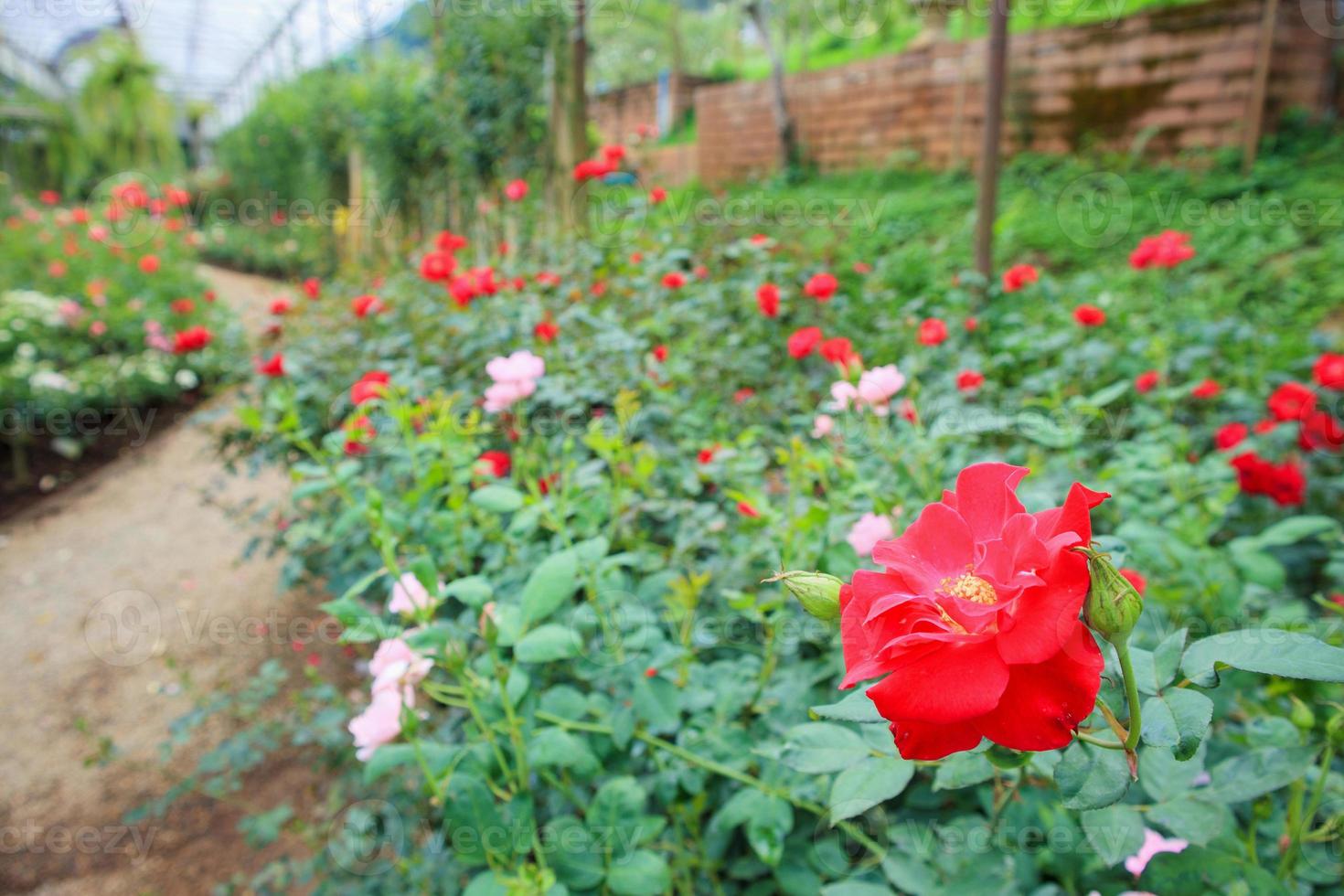 Beautiful red roses in flower garden photo