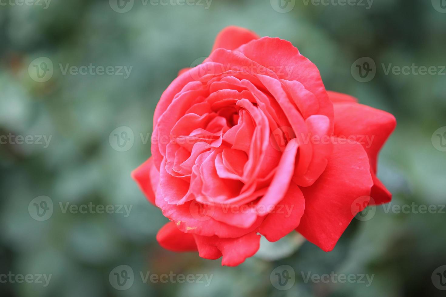 Beautiful red roses flower in the garden photo