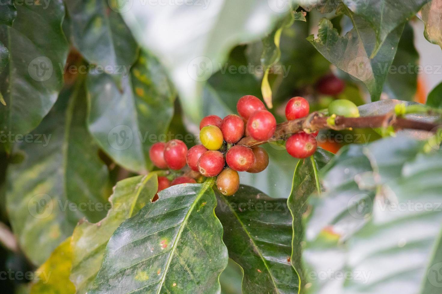 granos de café frescos en las ramas de los árboles foto