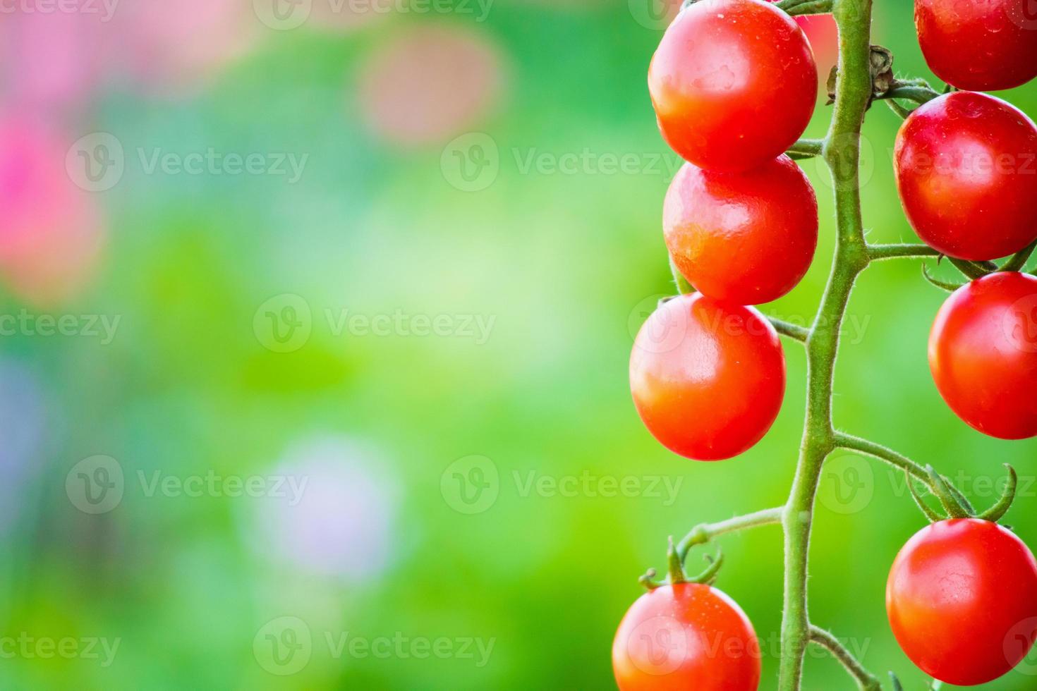 Fresh red ripe tomatoes hanging on the vine plant growing in organic garden photo