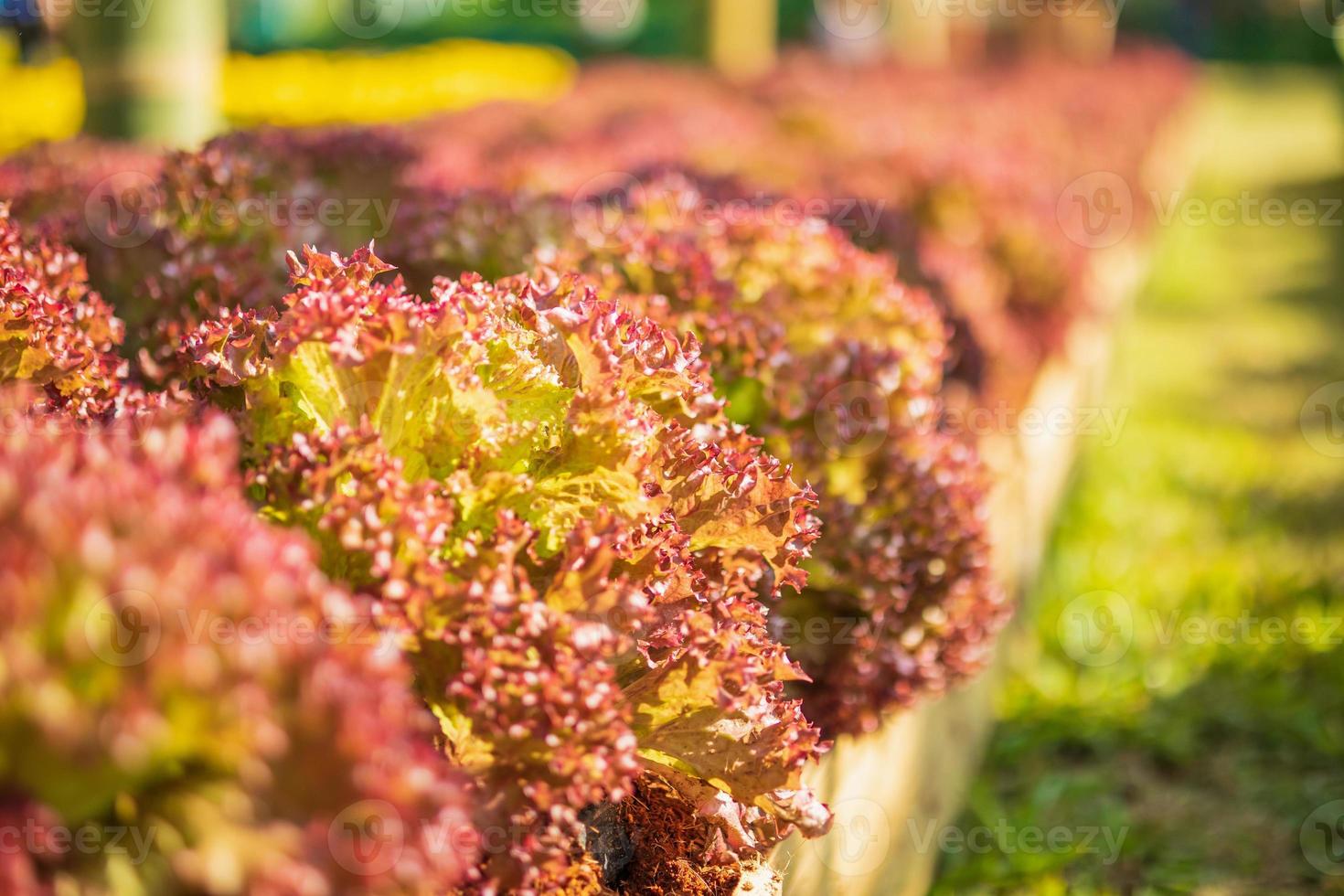 Planta de ensalada de lechuga fresca de hojas rojas lollo rossa en granja orgánica foto