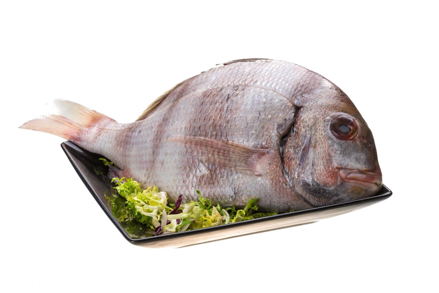 Raw porgy on white photo