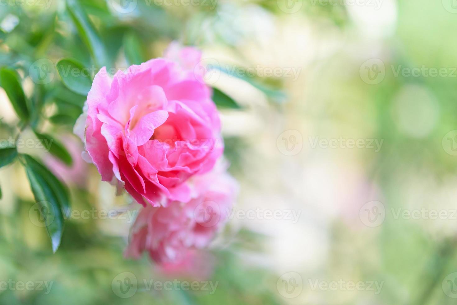 Beautiful pink roses flower in the garden photo