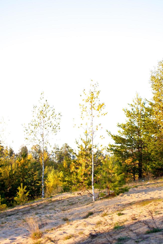 vista del bosque de otoño foto