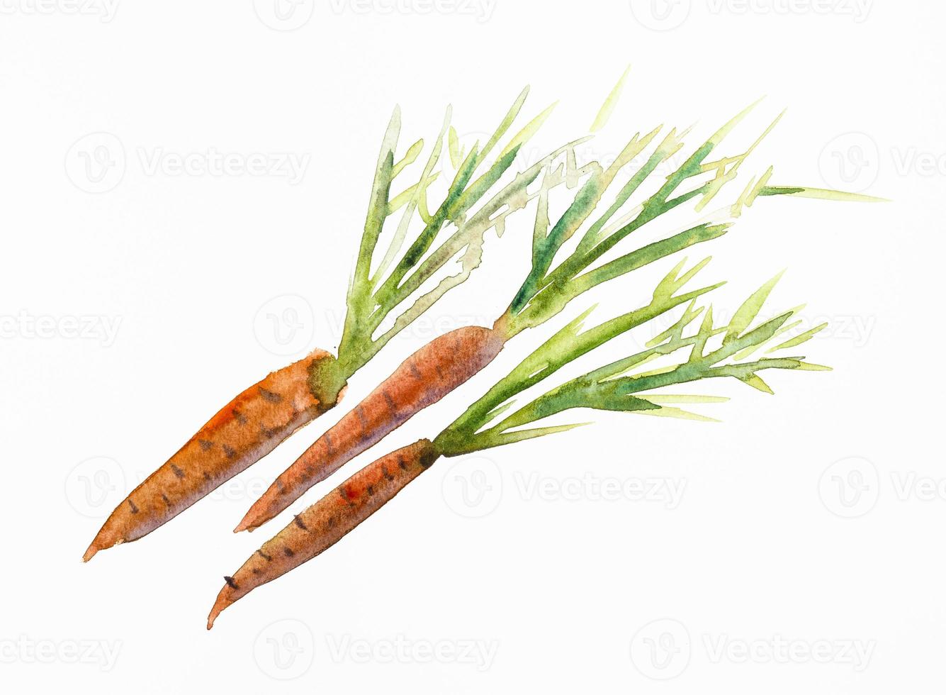 sketch of three fresh carrots with leaves photo