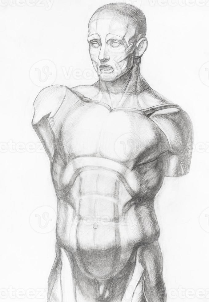 sketch of gypsum anatomical ecorche male torso photo