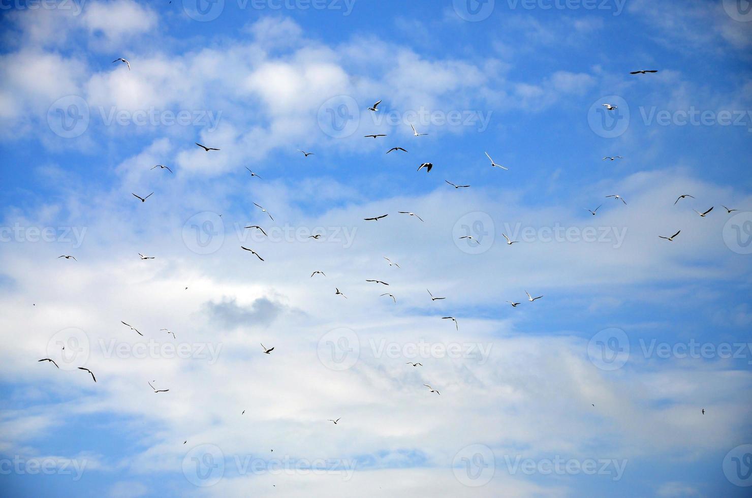 A lot of white gulls fly in the cloudy blue sky photo