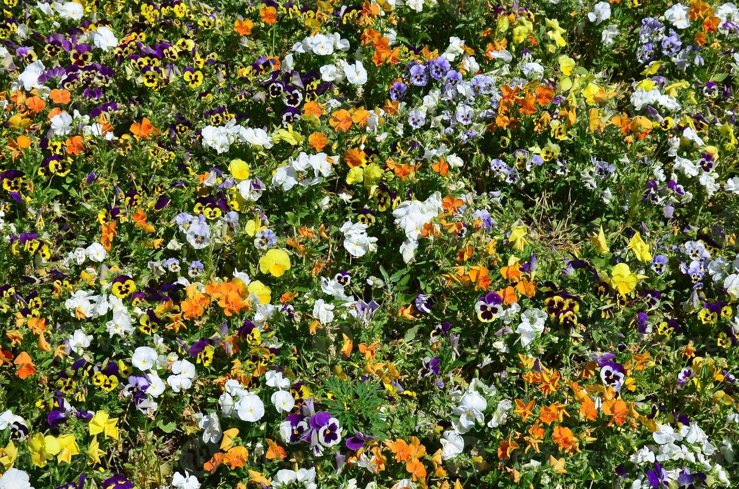 la textura de un gran número de diferentes flores de colores plantadas en un lecho de flores 12838831 Foto de stock en Vecteezy la textura de un gran número de diferentes flores de colores plantadas en un lecho de flores 12838831 Foto de stock en Vecteezy