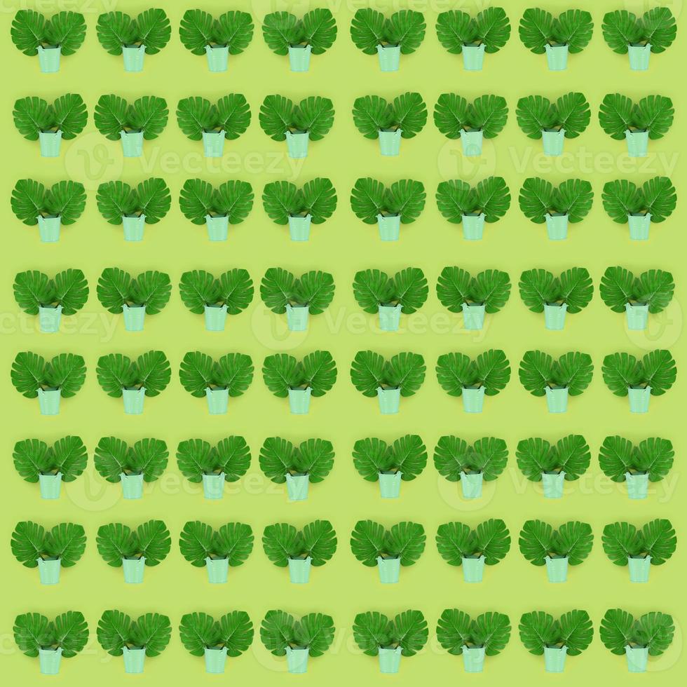 Tropical palm monstera leaves lies in a pastel pails on a colored background. Flat lay trendy minimal pattern. Top view photo