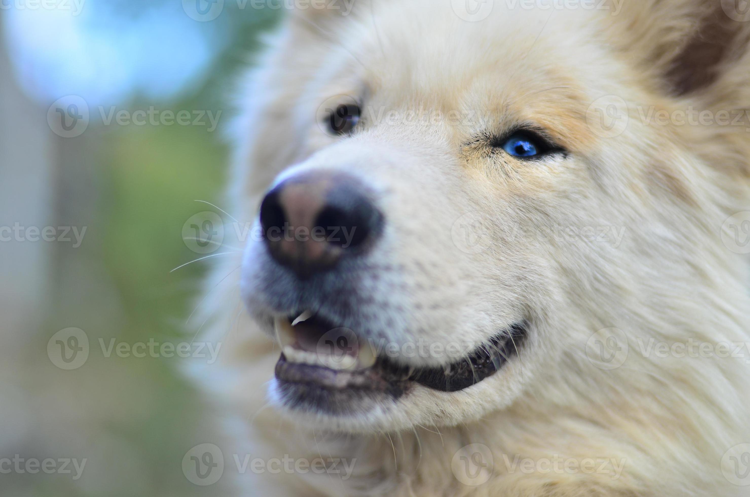 Siberian Samoyed Mix Dogs