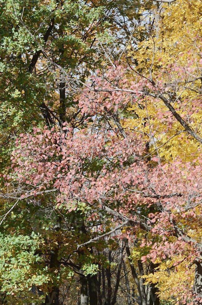 Fragment of trees whose leaves change color in the autumn season photo