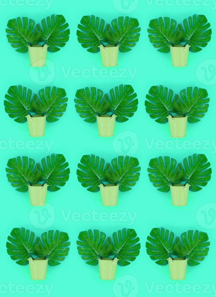 Tropical palm monstera leaves lies in a pastel pails on a colored background. Flat lay trendy minimal pattern. Top view photo