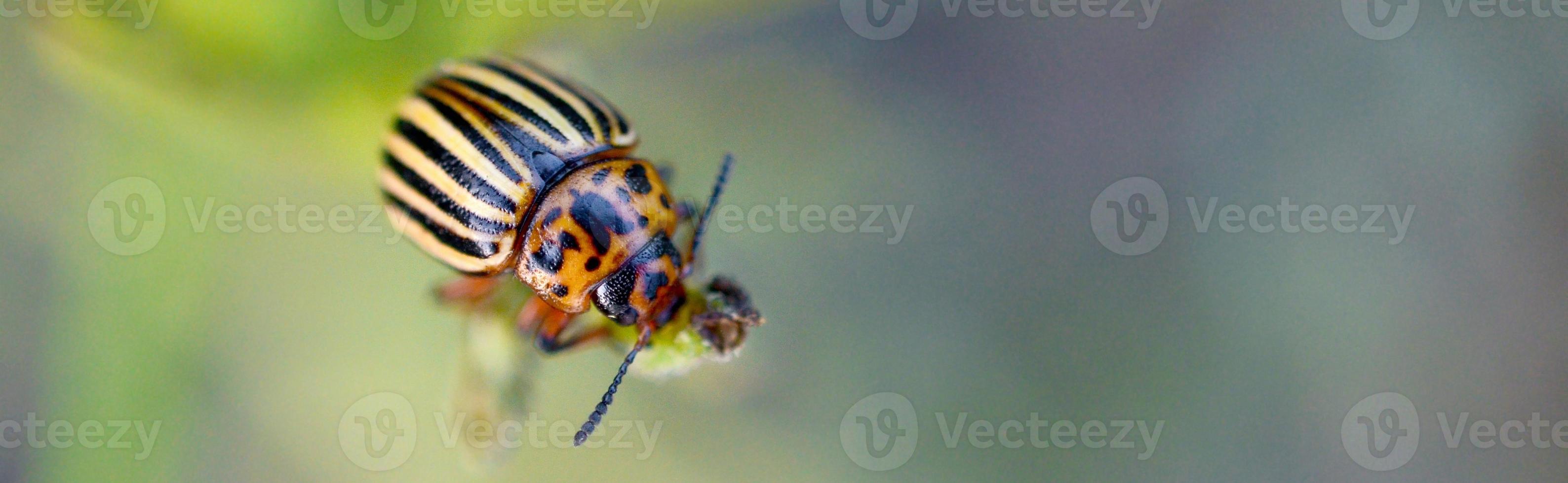 Colorado potato beetle Leptinotarsa decemlineata crawling on potato leaves photo