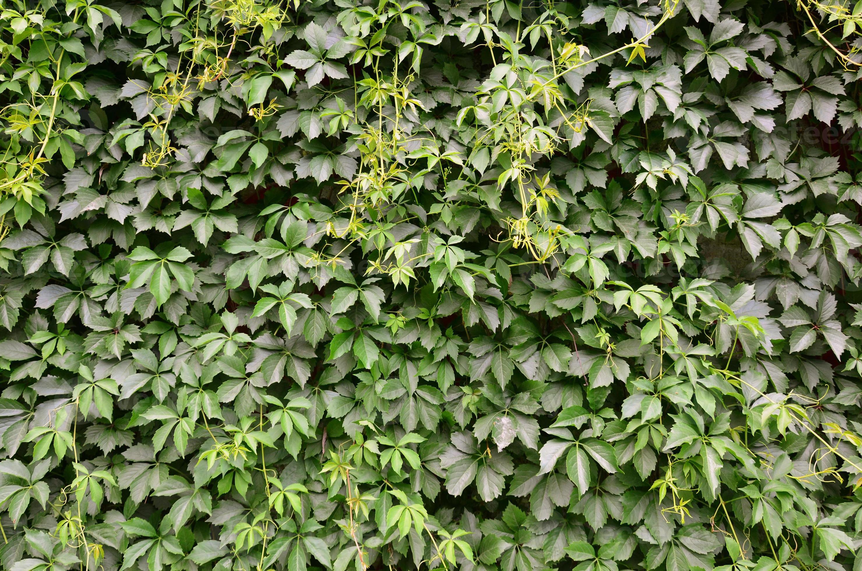 The texture of a lot of flowering green vines from wild ivy that cover