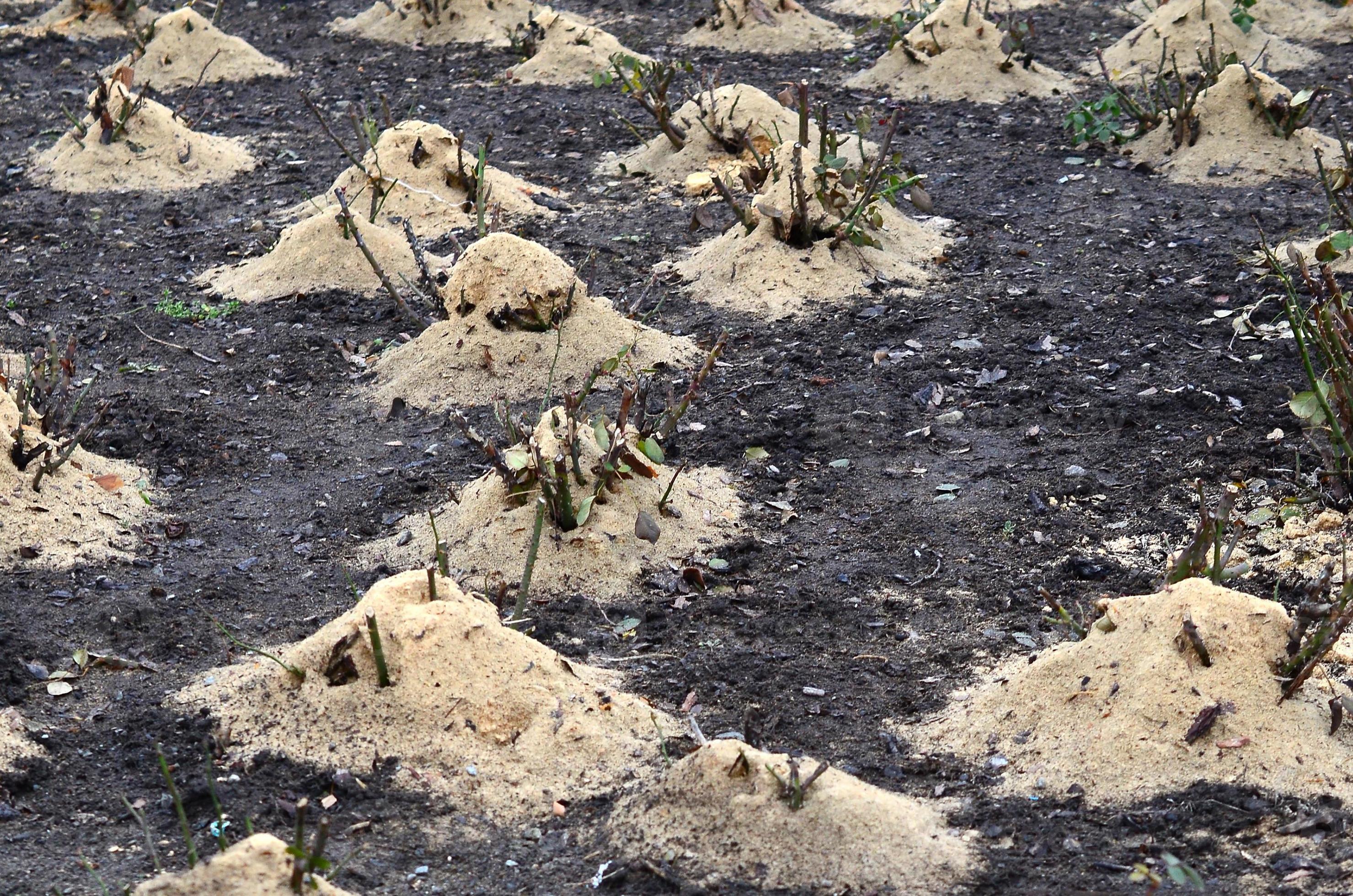 Mulching rose bushes. A lot of cropped rose bushes are strewn with wooden sawdust and stems for