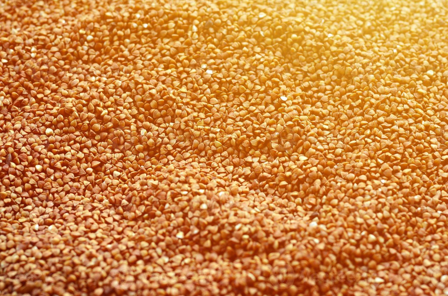 Background texture of a large pile of buckwheat. Many buckwheat grains close-up in daylight photo