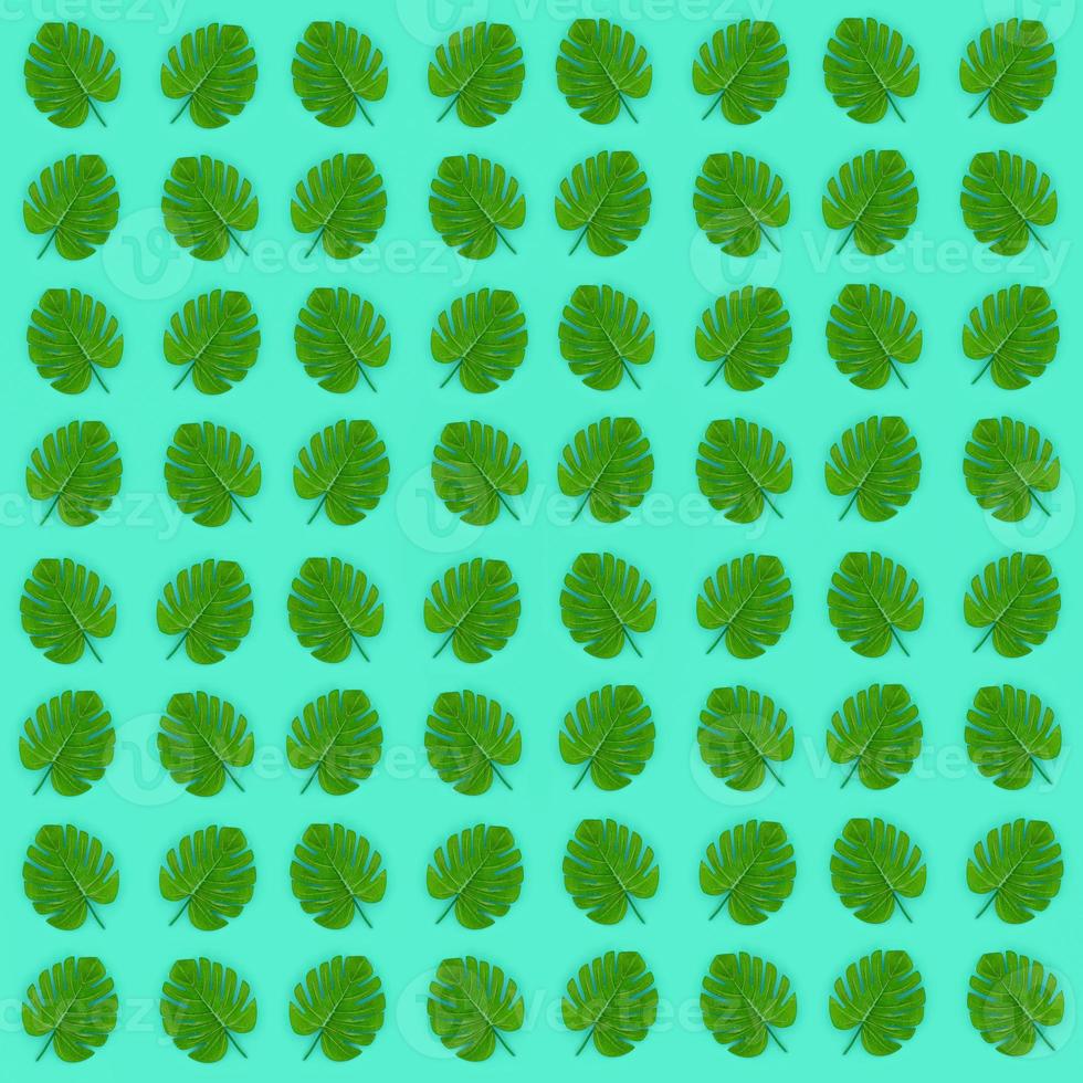 Tropical palm monstera leaves lies on a pastel colored paper. Nature summer concept pattern. Flat lay composition. Top view photo