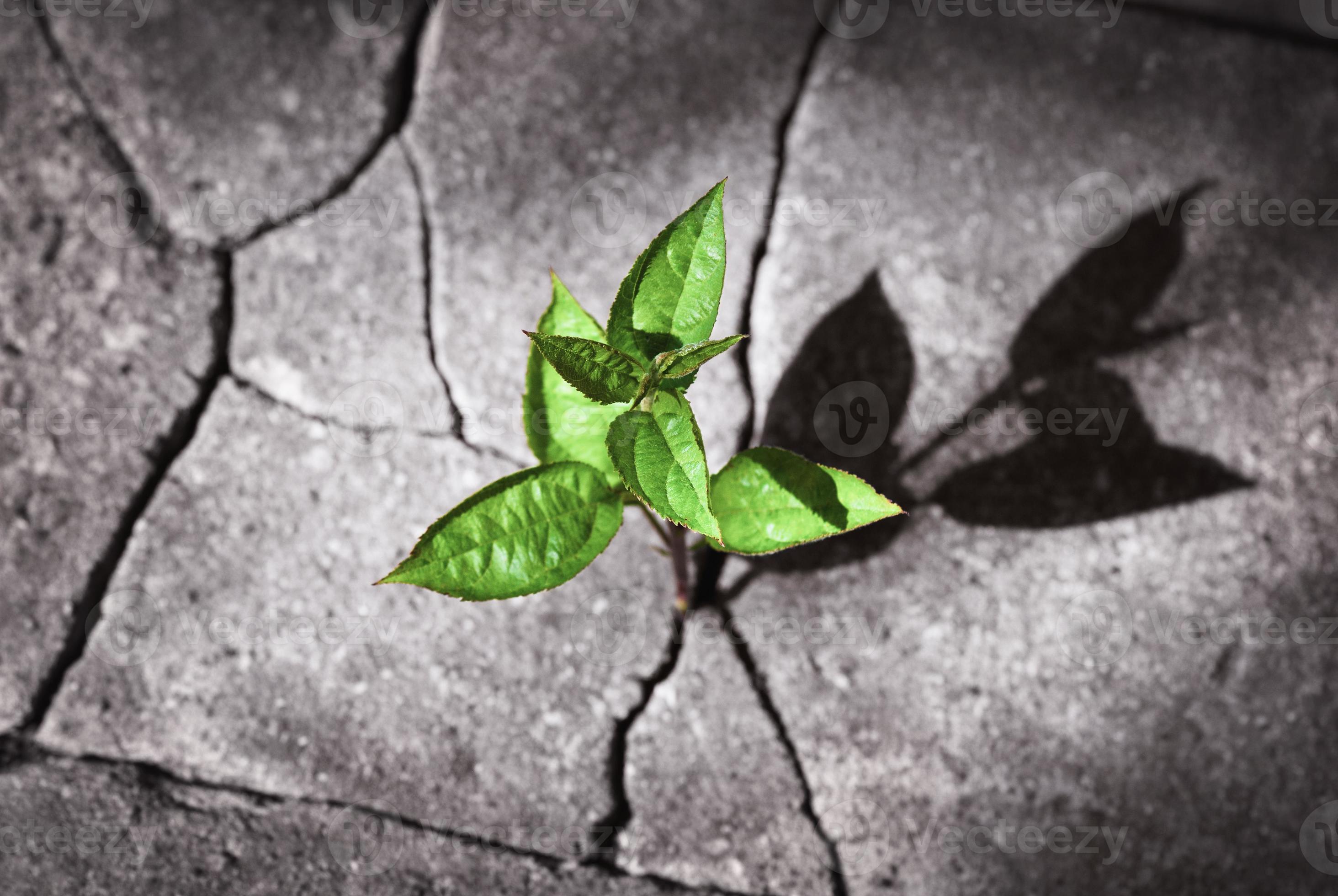 Plant Distribution: A Story Of Adaptation And Resilience