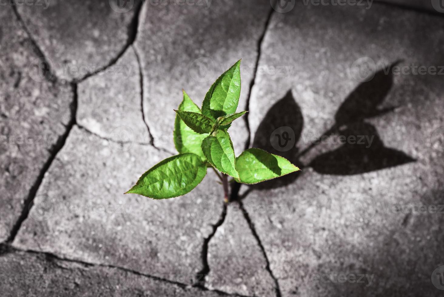 nuevo concepto de vida, brote de árbol pequeño que crece en ruinas, planta cultivada en la roca, recuperación, renacimiento, resiliencia, idea del poder de la naturaleza foto