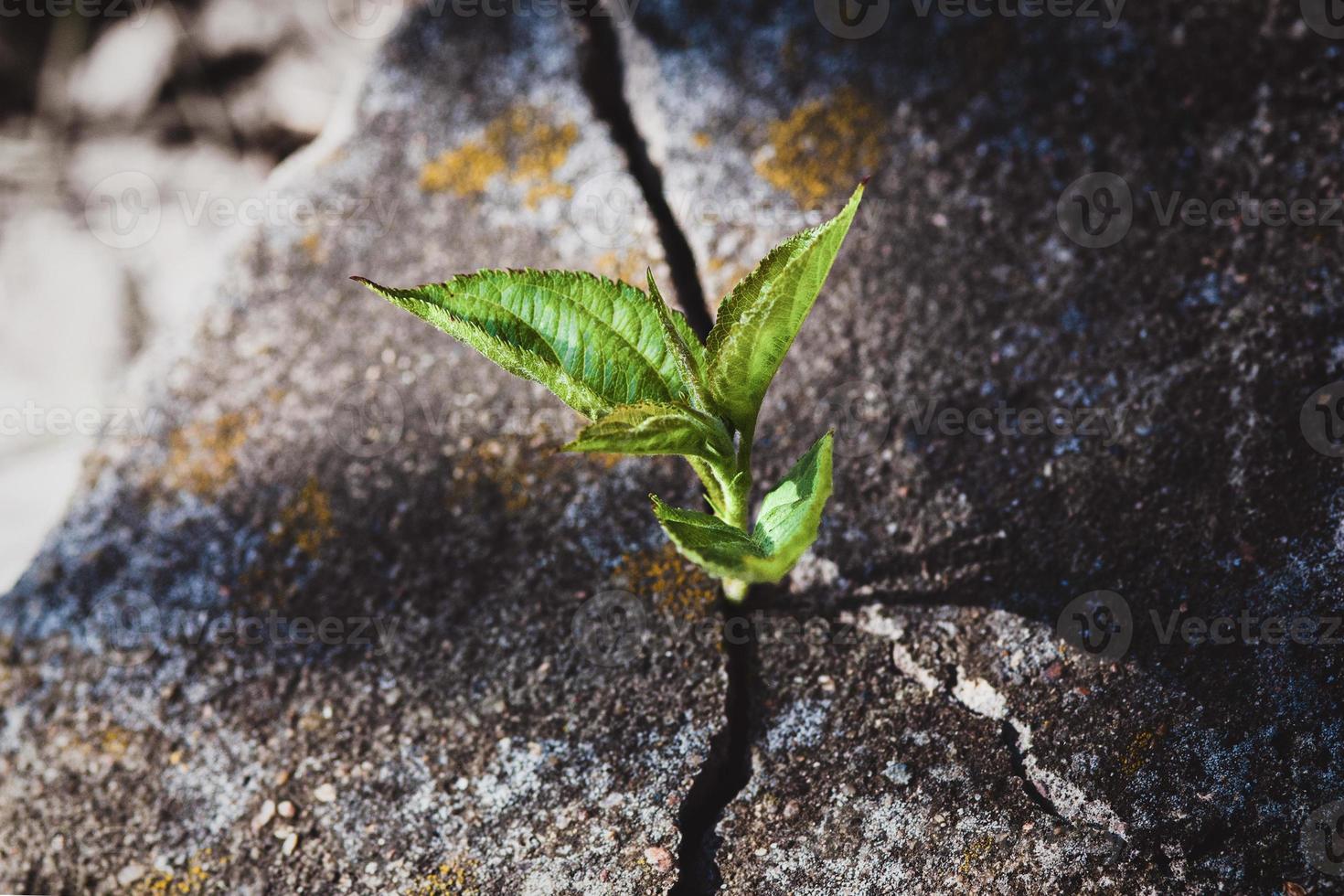 Small tree growing in old tombstone crack, plant grown on the rock, hope, resurrection, eternal soul and new life concept photo