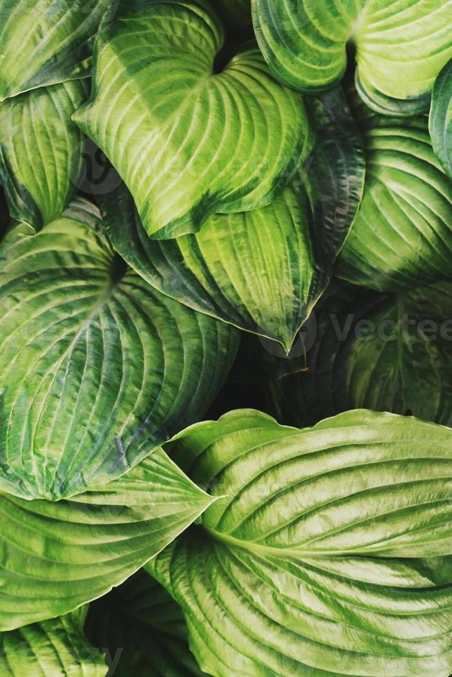 The texture of the leaves of tropical plants in the forest. photo