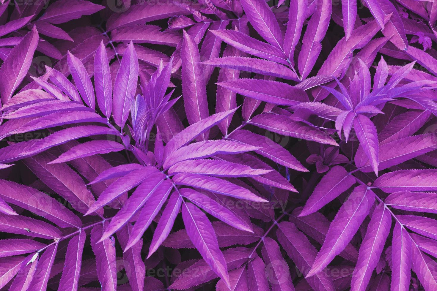 The texture of beautiful plant leaves is tinted in blue and purple-pink tones. photo