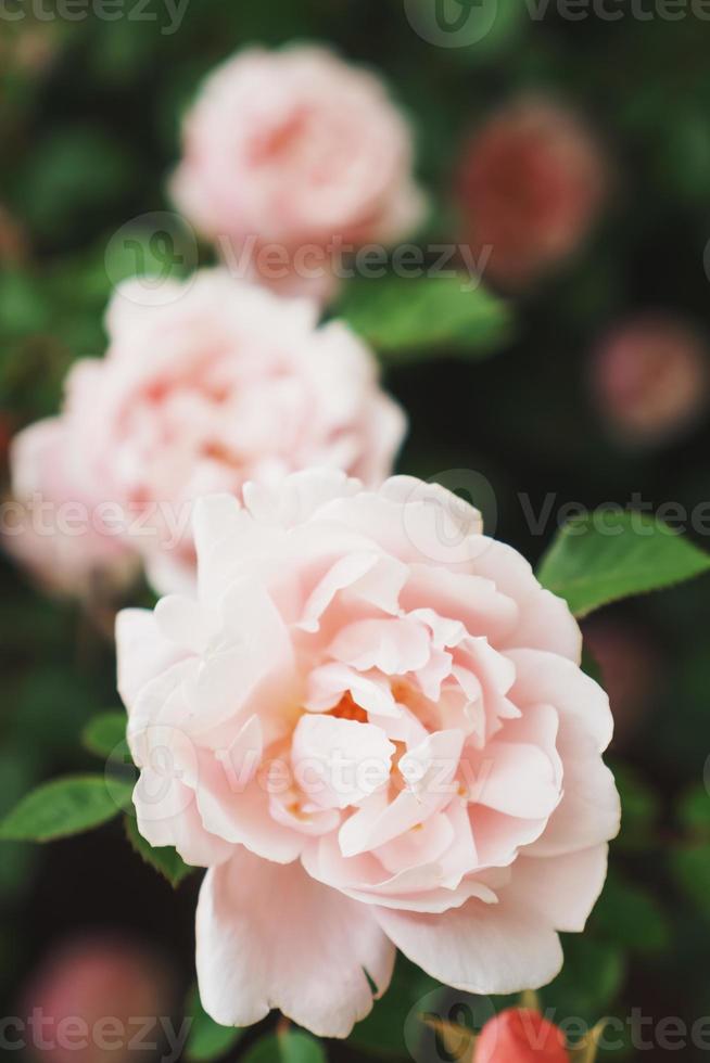 A bush with many small pink roses close-up in the garden. Pink rose bushes blooming on the road. photo