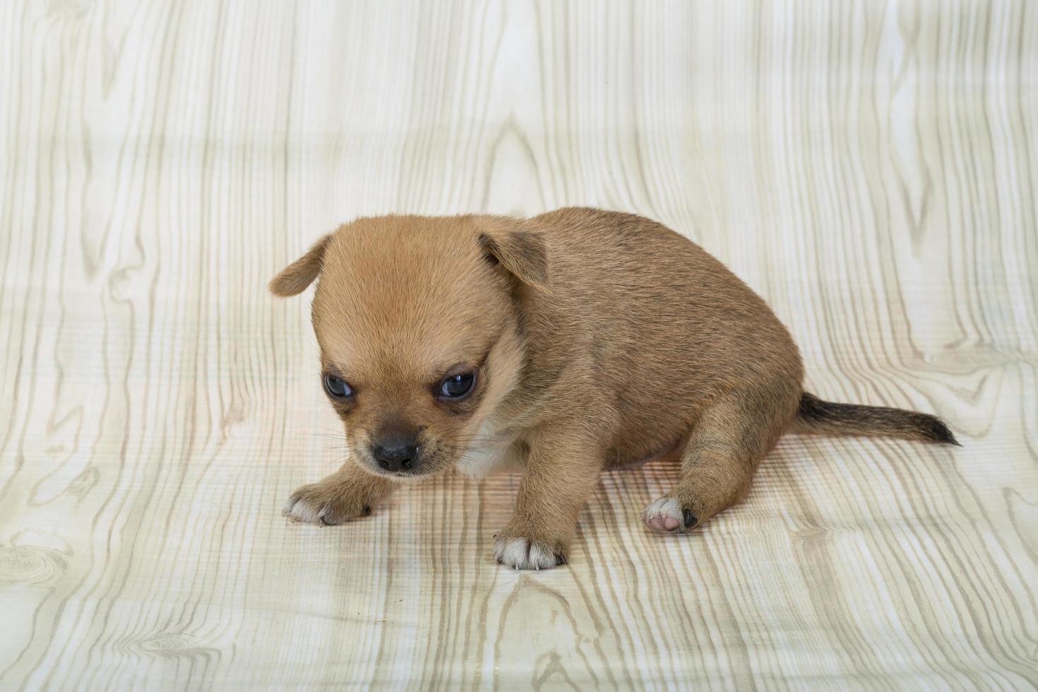Chihuahua puppy view photo