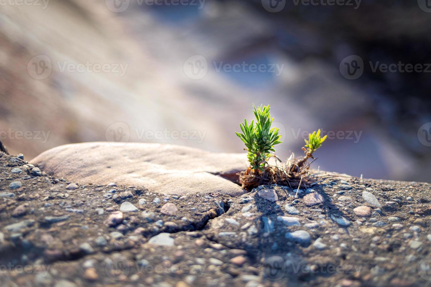 inspirating close up photo of a small sprout breaking through a stone