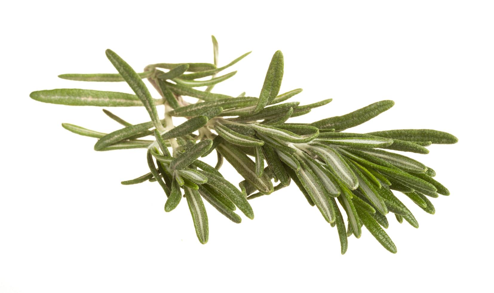 Rosemary on white photo