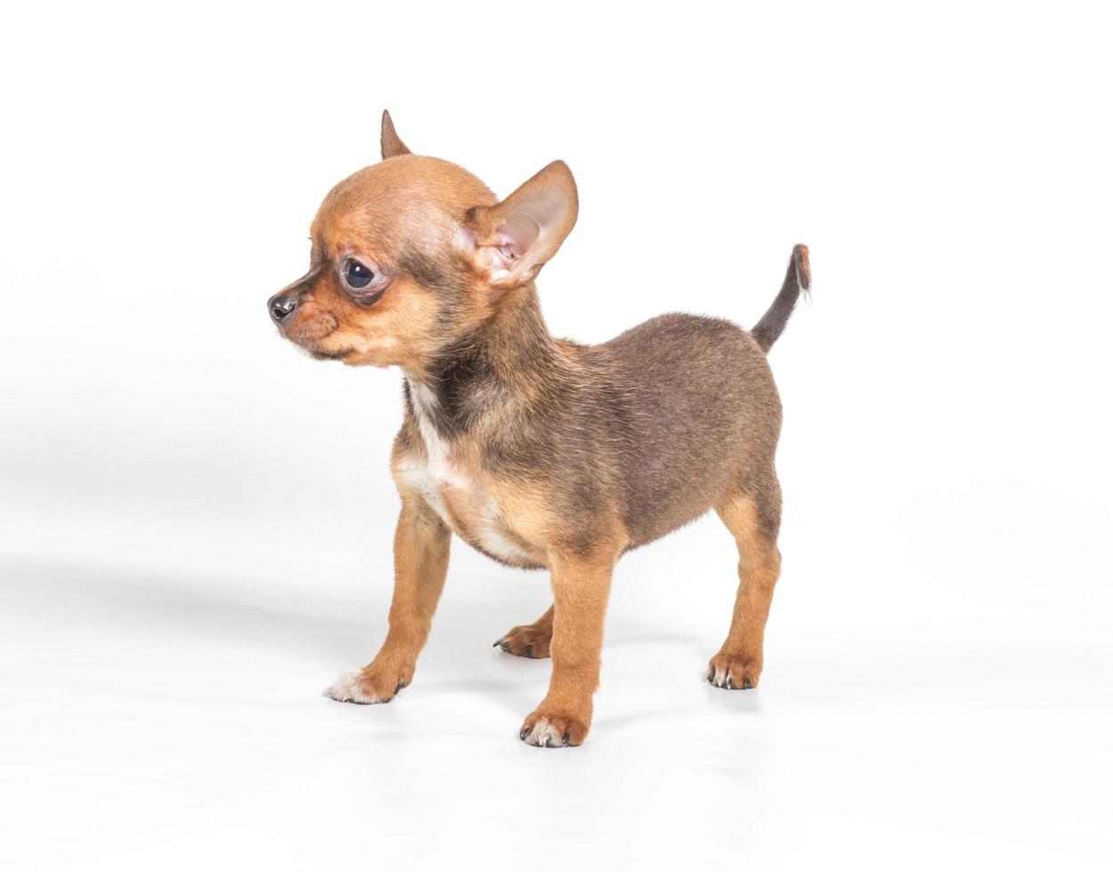 chihuahua puppy view photo