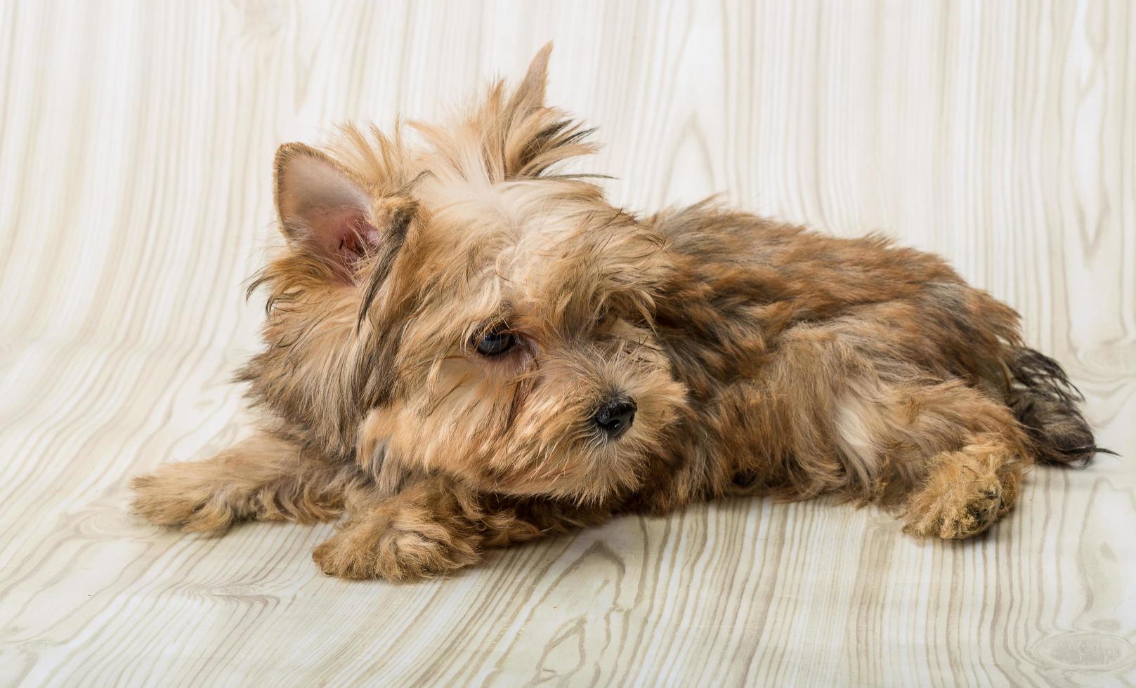 perro yorkshire terrier foto