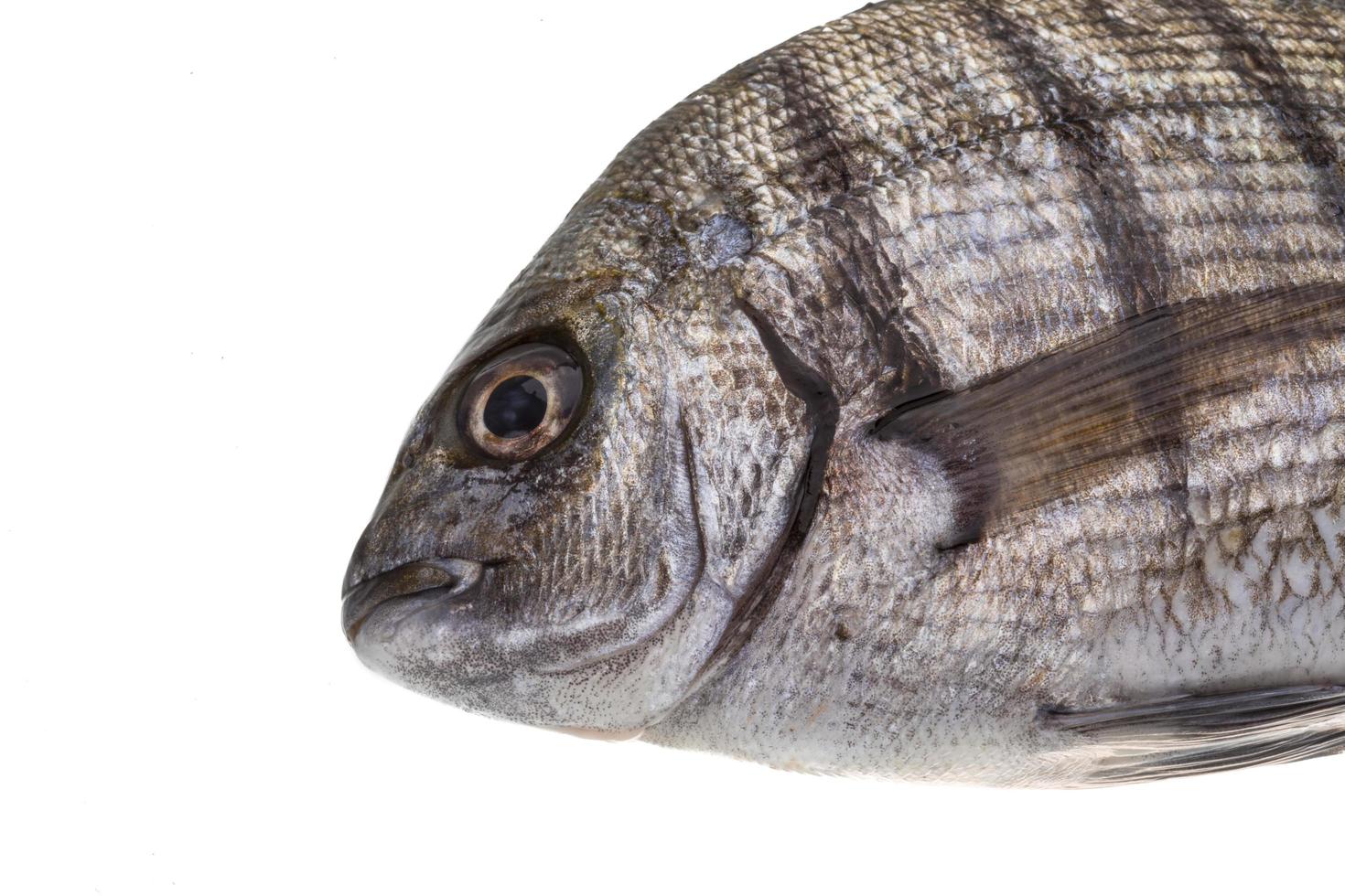 Raw Tilapia view photo