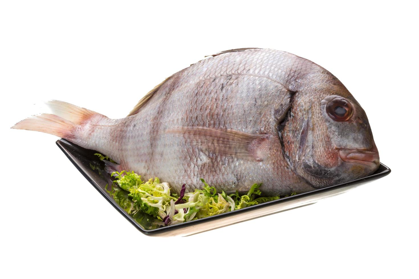 Raw porgy on white photo
