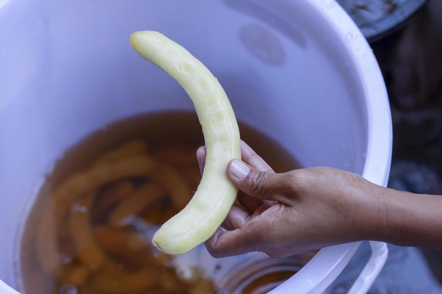 Hand of farmer holding a peeled tamarind prepare to be food processing into pickled tamarind. photo