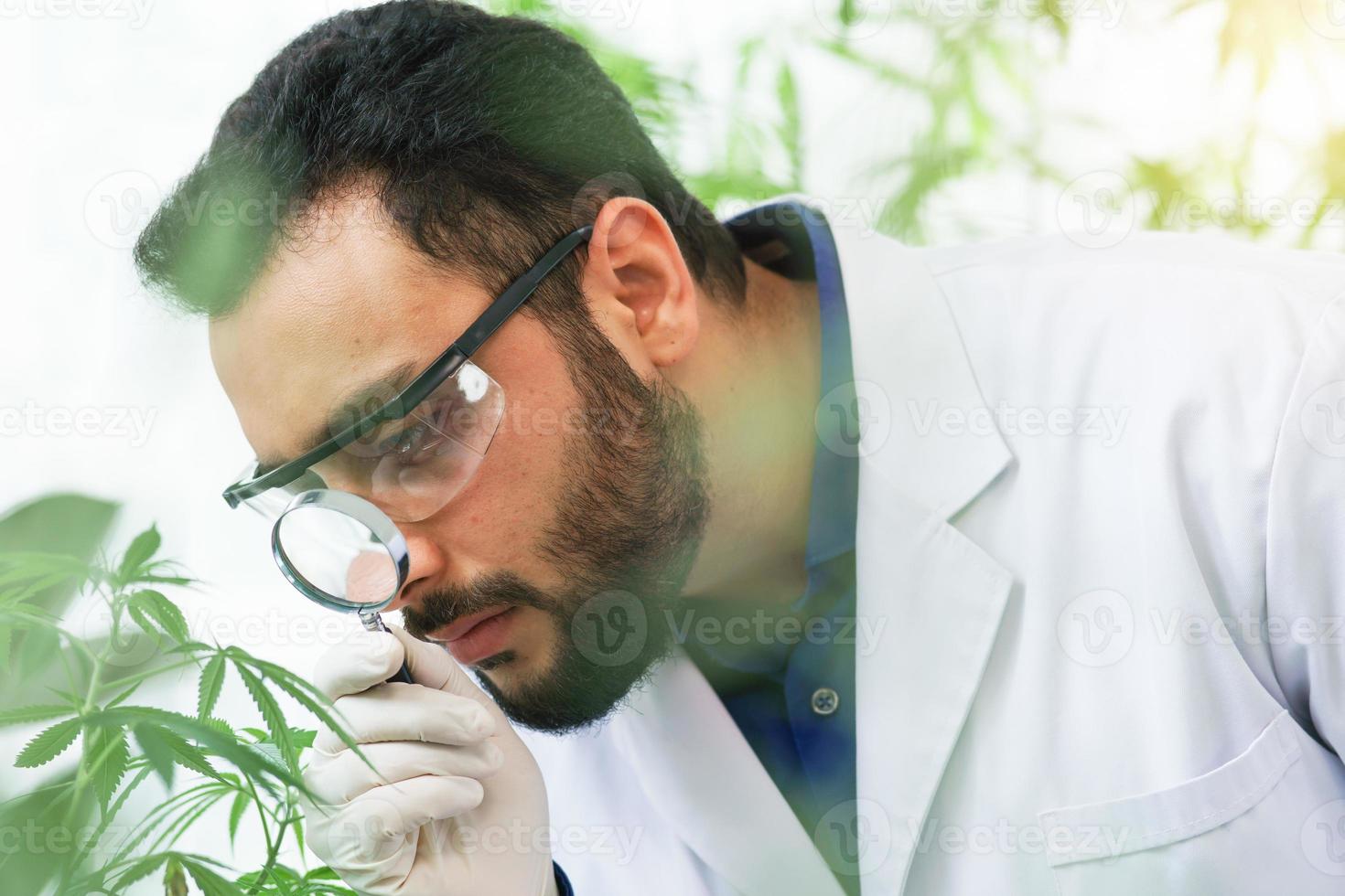 Los científicos masculinos expertos en oriente medio sostienen una lupa observan el crecimiento investigan la hoja ganja laboratorio de cannabis en el interior del invernadero. médico medicinal biólogo biotecnología cultivo terapias a base de hierbas. foto