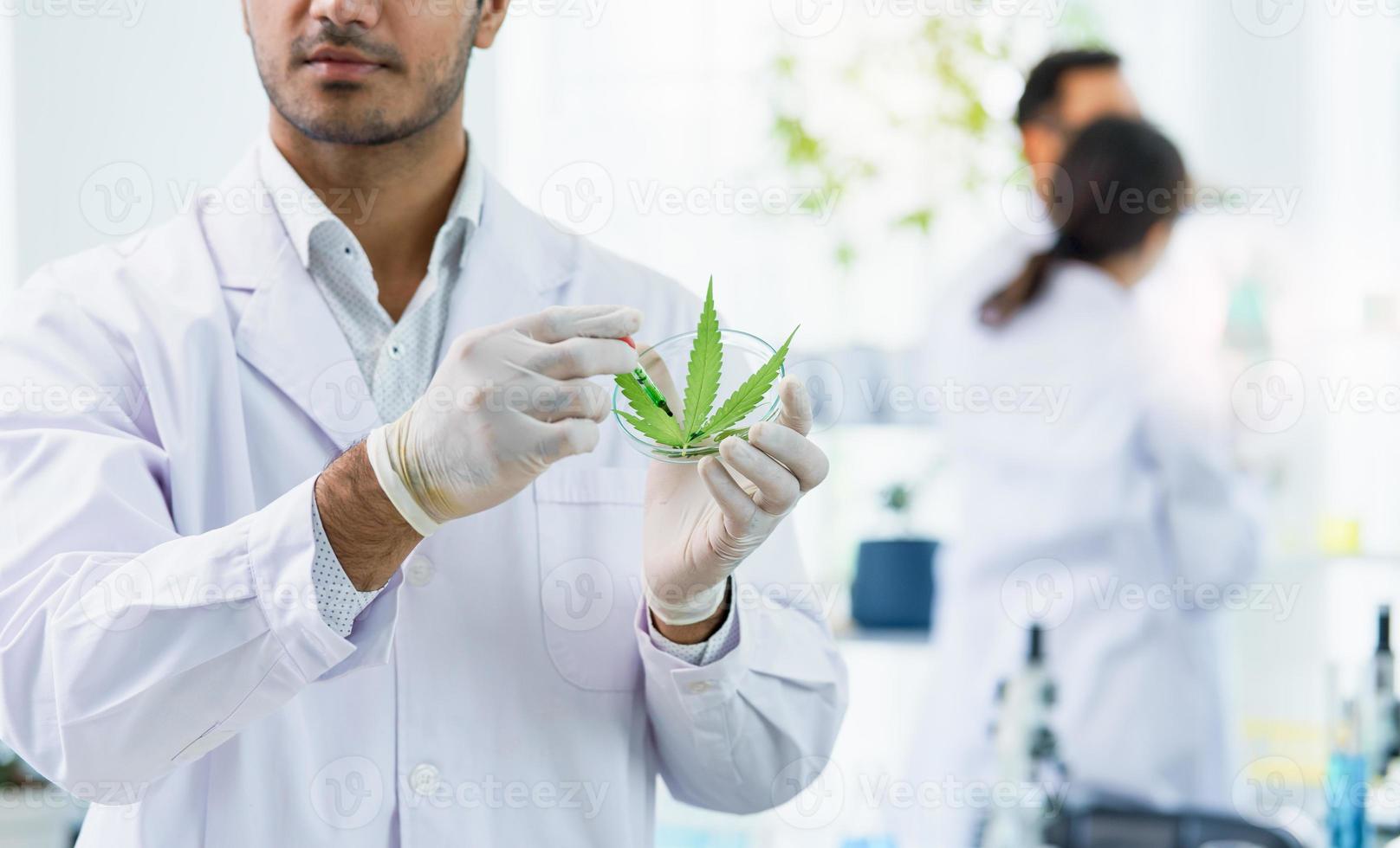 Male scientist research cannabis alternative chemical ganja extract in laboratory medical, professional doctors, or pharmacist show demonstrate hemp herb green leaf ganja alternative medicine legal. photo