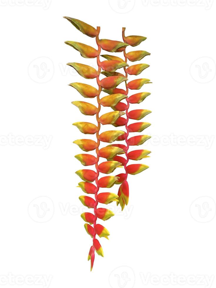 heliconia rostrata, planta herbácea, inflorescencia axilar, inflorescencias colgantes, dispuestas alternativamente en dos filas verticales en el mismo plano, roja, con puntas amarillas. foto