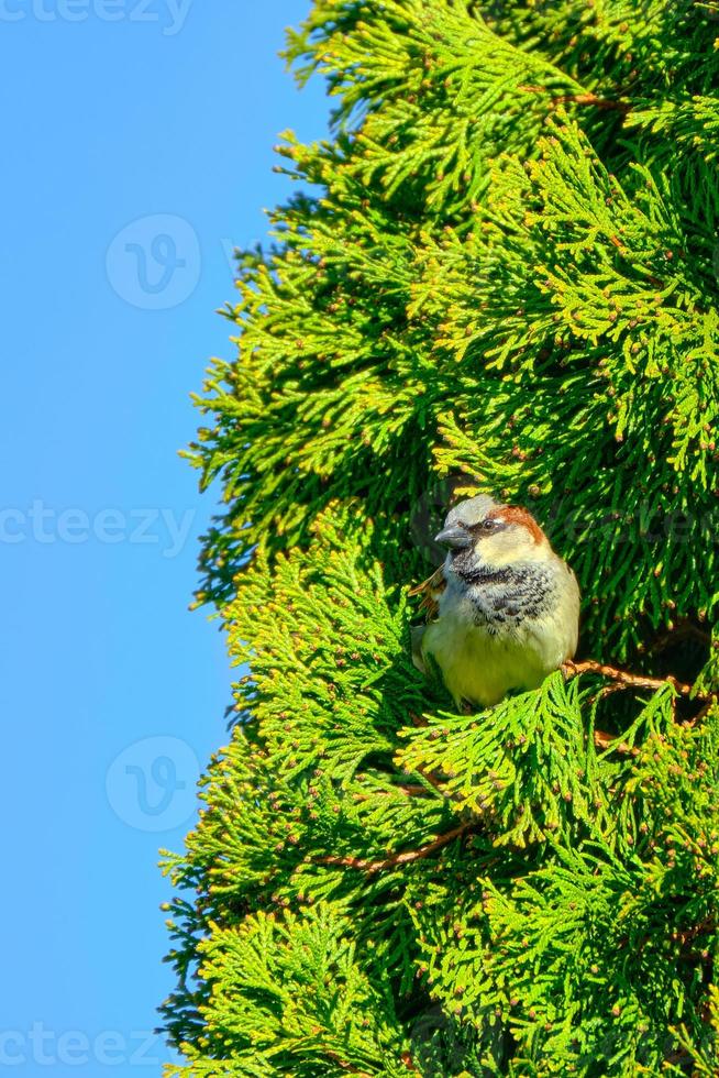 Male house sparrow nestled at the top of a evergreen tree on a bright sunny day photo