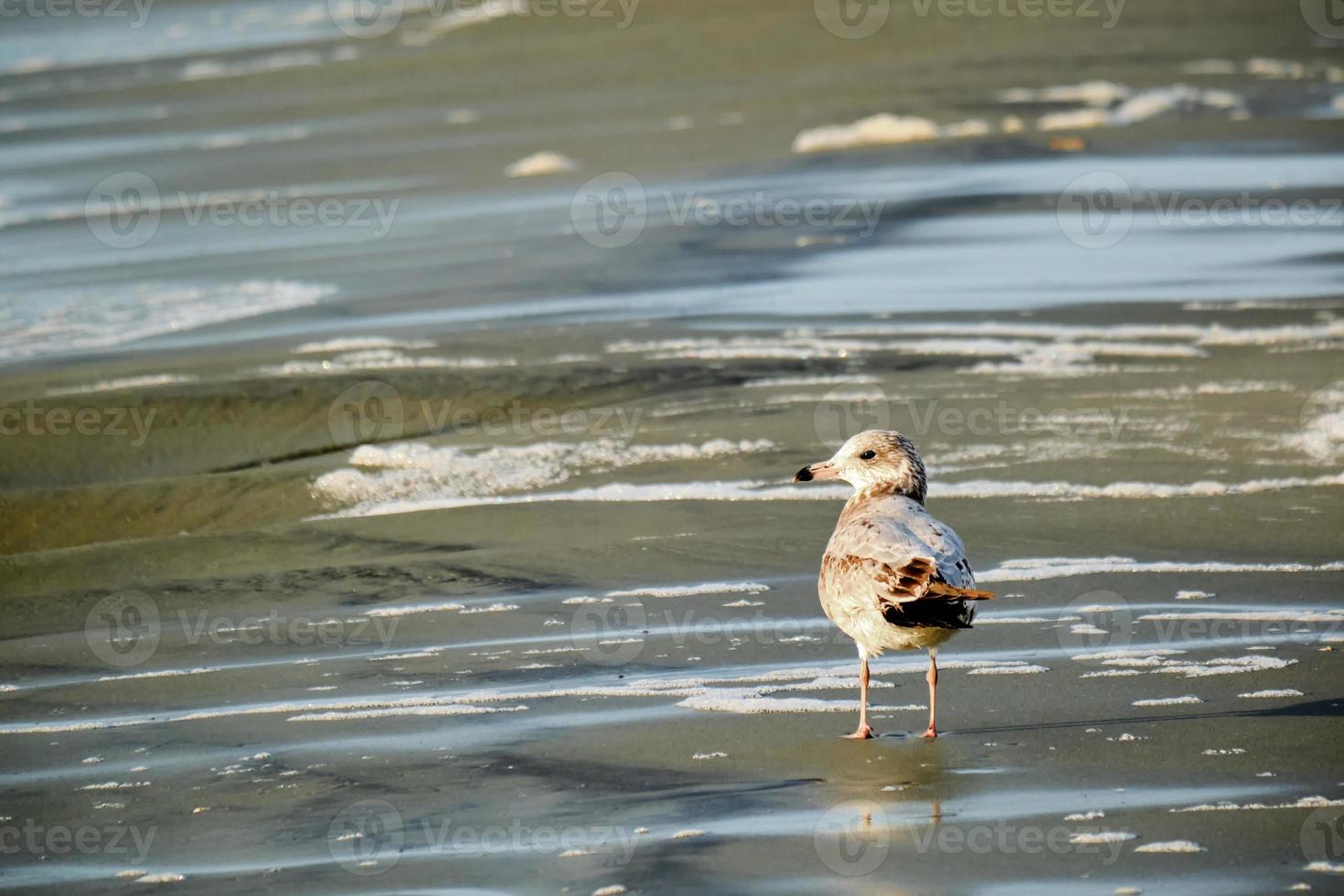 Herring gull stands along the coastline in the morning sun photo