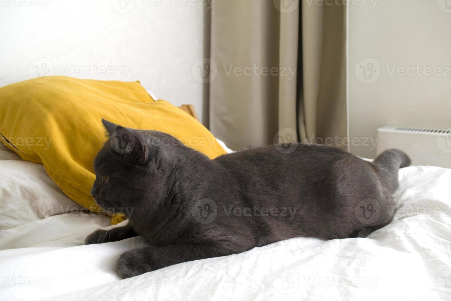 British cat photo. photo