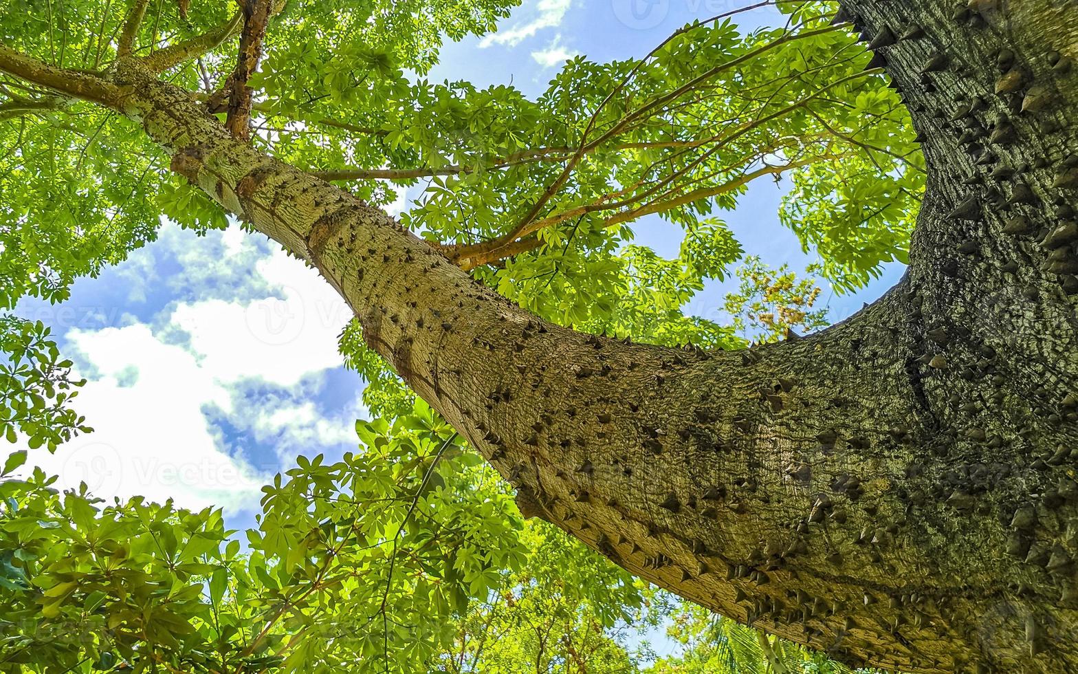 Huge beautiful Kapok tree Ceiba tree with spikes in Mexico. photo