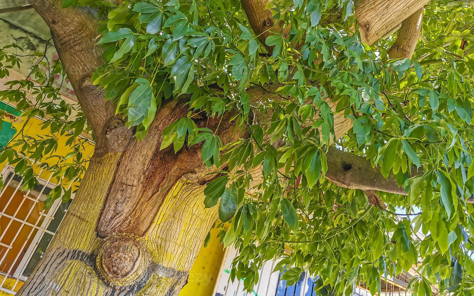 Huge beautiful Kapok tree Ceiba tree with spikes in Mexico. 12846934 ...